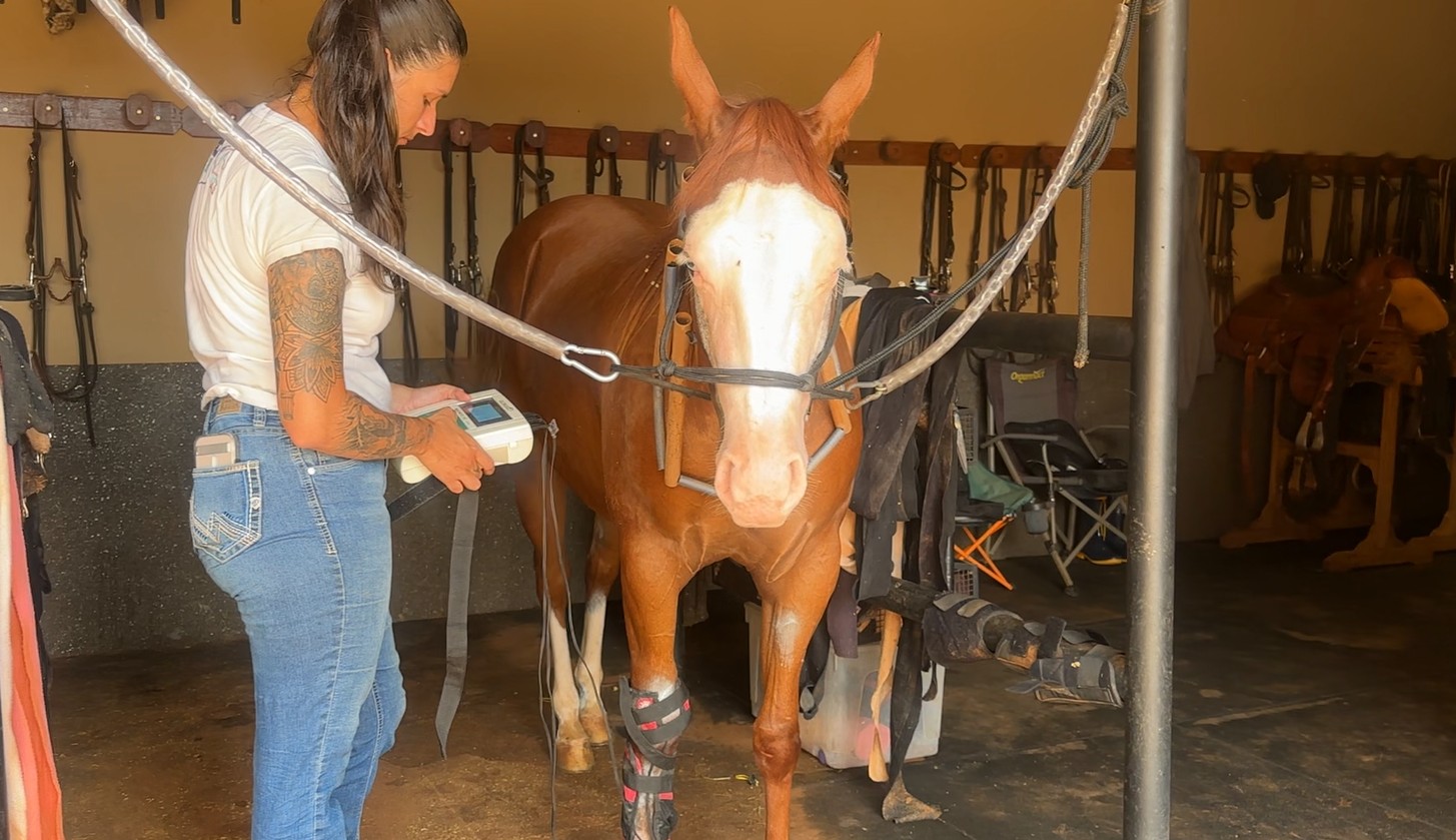 Usadas em atletas, acupuntura, banho de gelo e quiropraxia ganham espaço na reabilitação de cavalos no interior de SP