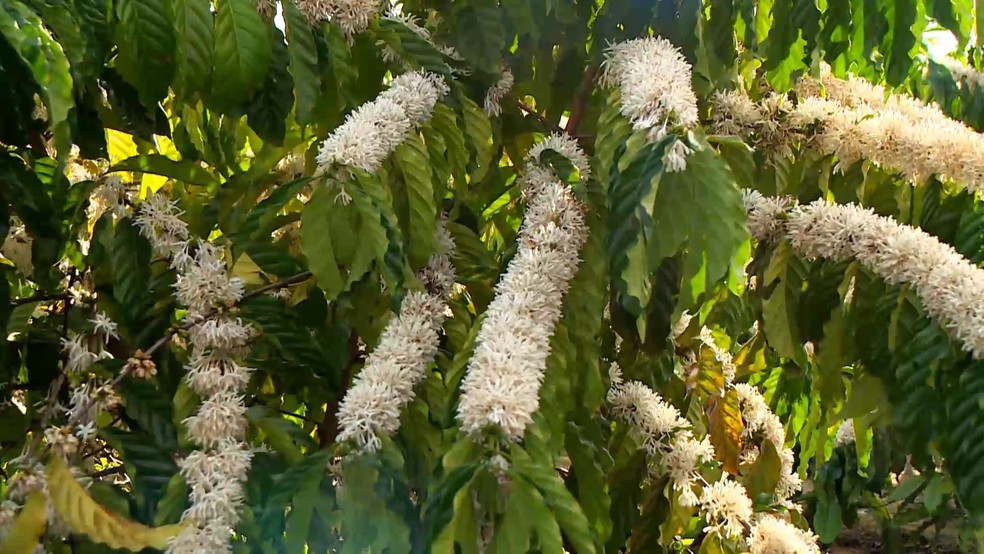 Florada de café no Espírito Santo — Foto: Reprodução/TV Gazeta
