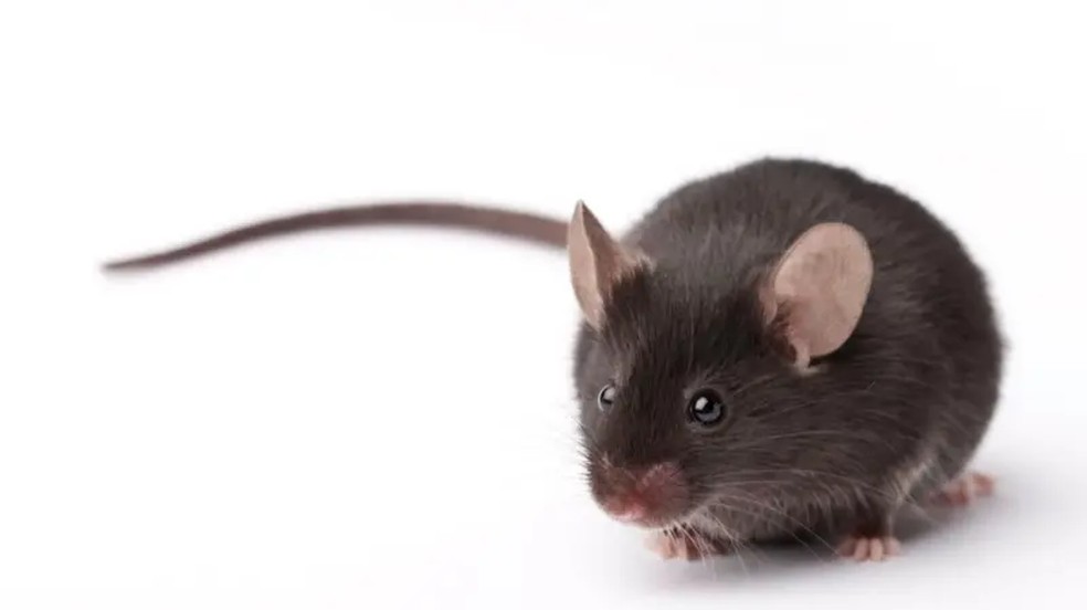 O que um rato de laboratório consegue ou não lembrar pode dar pistas sobre como processamos e reforçamos memórias. — Foto: Getty Images via BBC