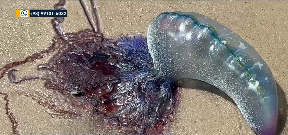 Banhistas precisam tomar com o período de caravelas nas praias de São Luís — Foto: Reprodução/TV Mirante
