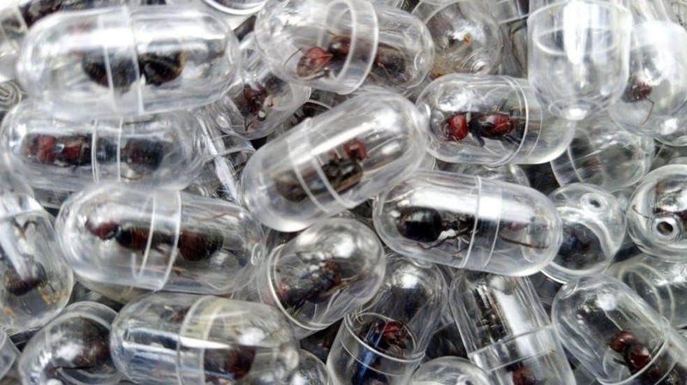 Um grande carregamento de formigas vivas foi encontrado na bagagem no Aeroporto Internacional Jomo Kenyatta, com destino à China, no início deste mês — Foto: KWS