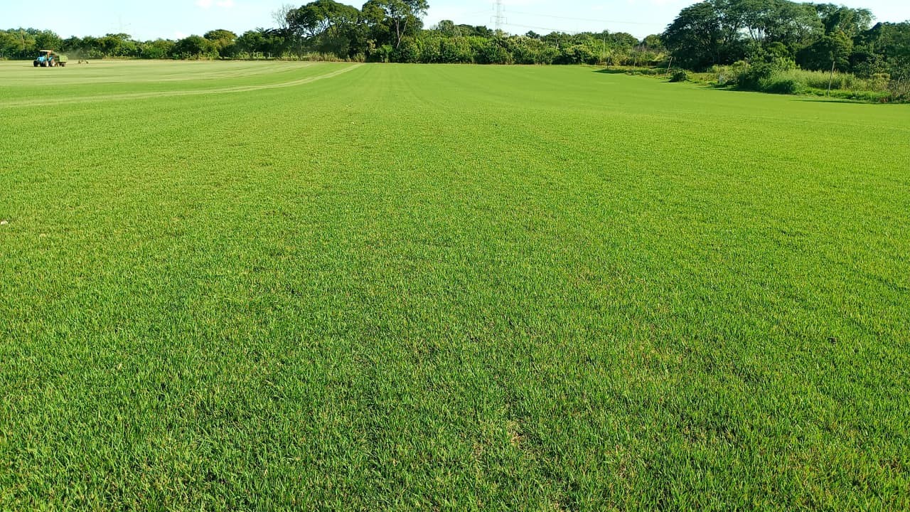 De campos de futebol a jardins: região de Itapetininga é responsável por 18% da produção de grama do Brasil, aponta pesquisa