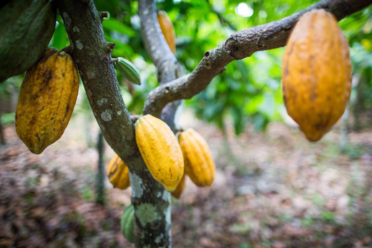 Alguns dos itens mais exportados da Bahia para os EUA, derivados de cacau poderão ser impactados pelo 'tarifaço'