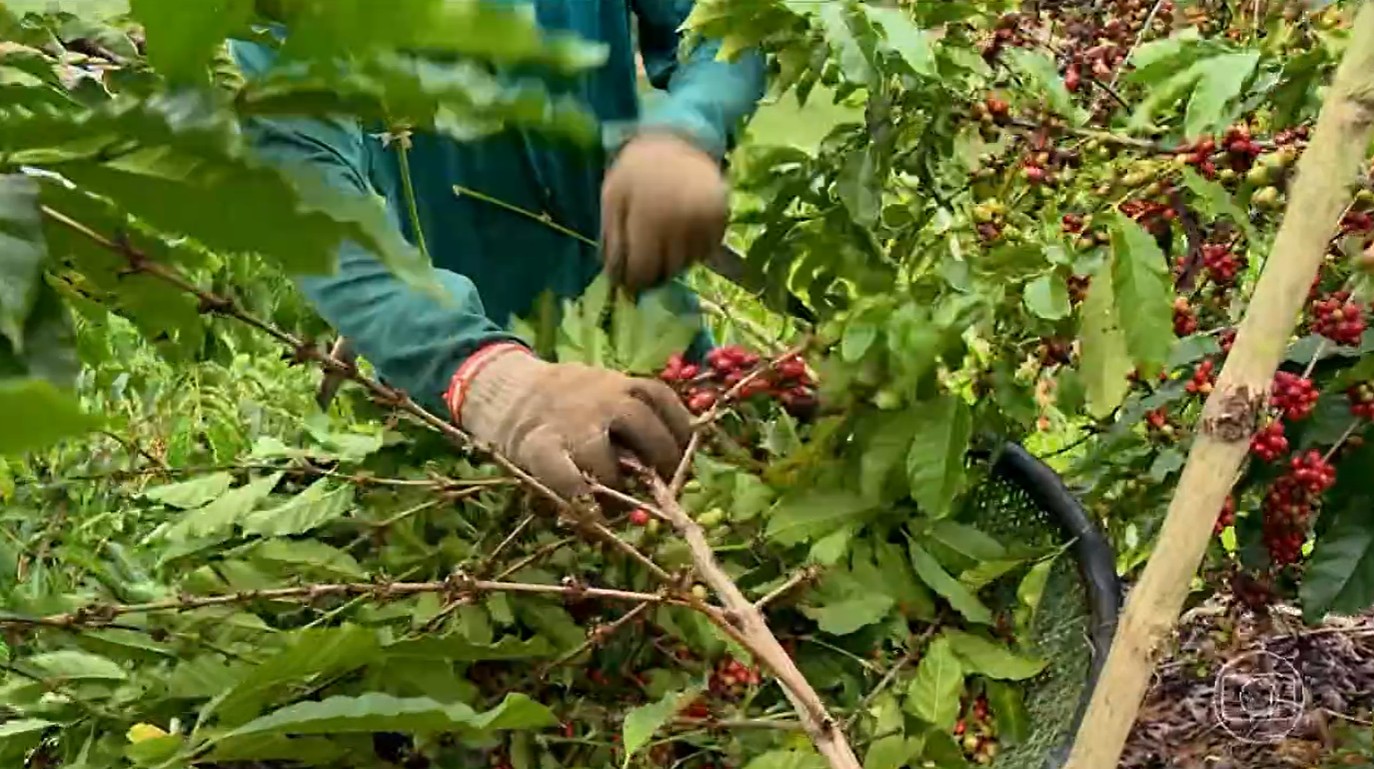 Produtores de café são afetados pelo tarifaço de 50% em Bragança Paulista, SP