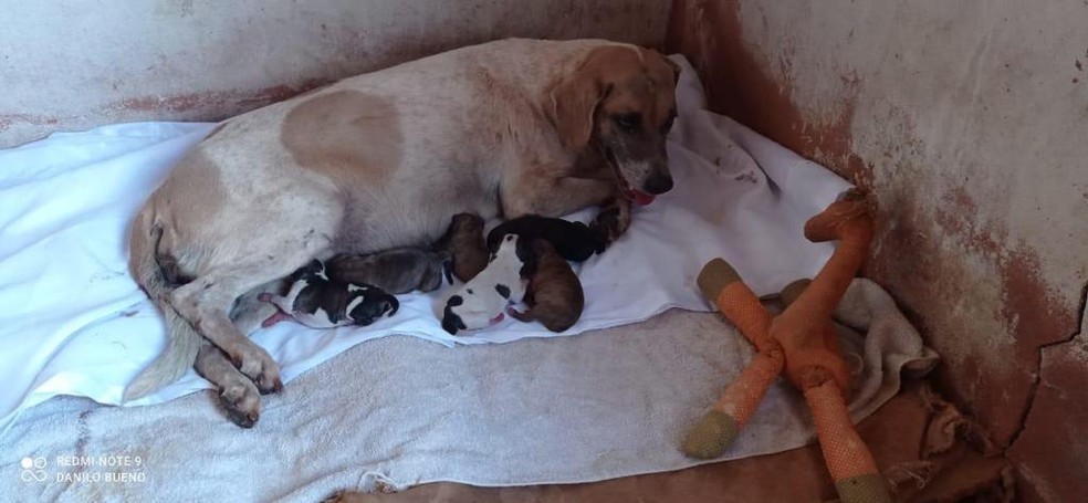 Direitos dos Animais - Foi assim que eu morri'' 😢💔 Comi um rato  envenenado Uma mulher encontrou-me. Tenho estado tão doente. Trouxe-me  para dentro para me manter quente. Abri os meus olhos