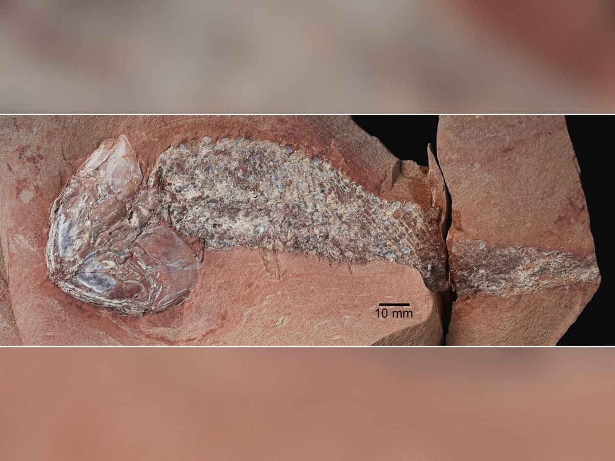 Fóssil de peixe de 254 milhões de anos revela nova espécie em MT | G1