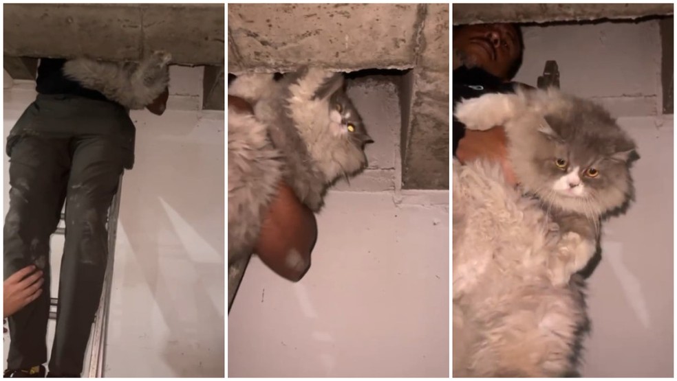 Gato desaparecido por 4 dias é resgatado de teto de estacionamento de prédio em SP — Foto: Arquivo Pessoal