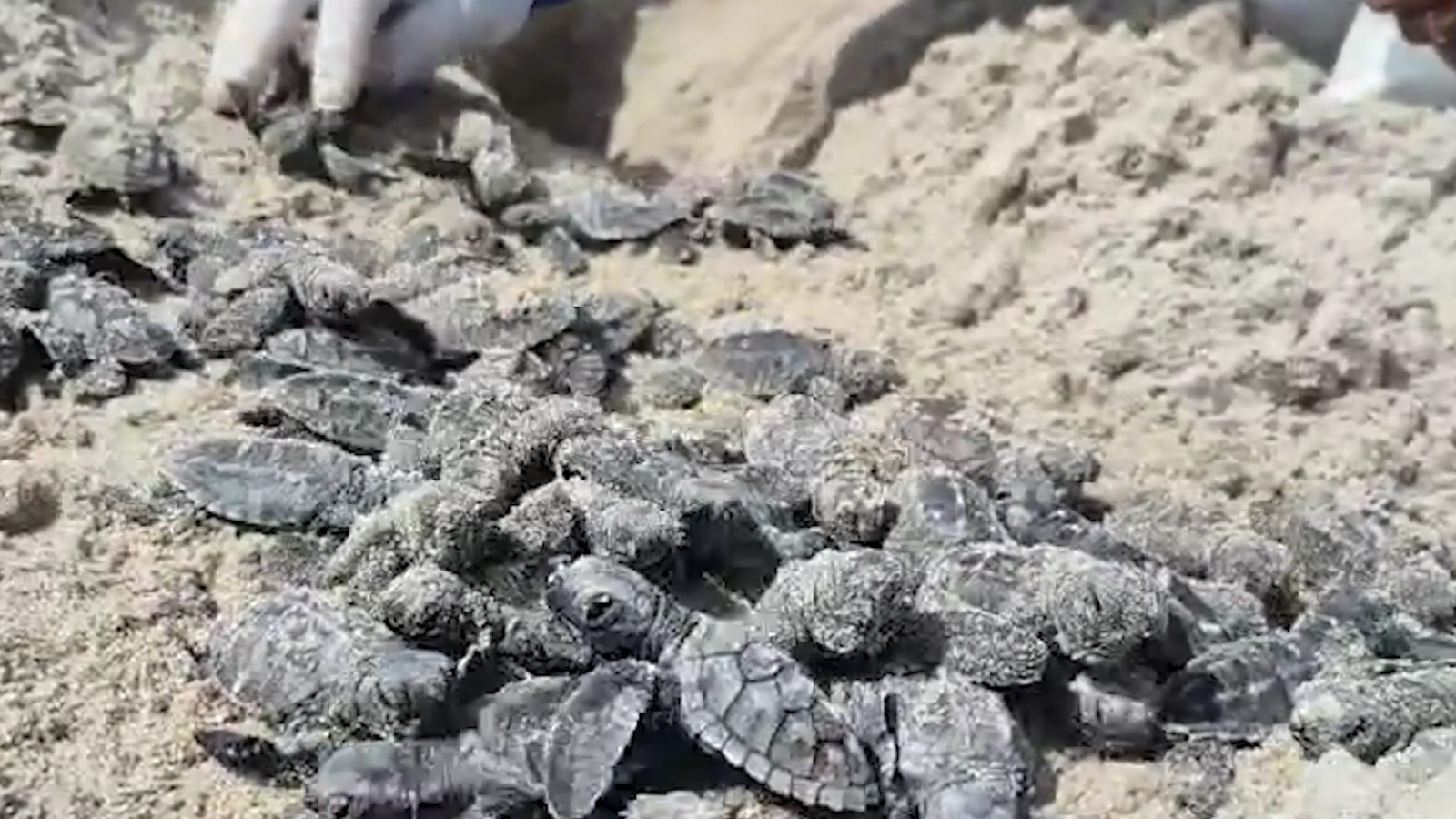 Mais de 5 mil filhotes de tartarugas são soltos no litoral do PI; região possui 250 ninhos