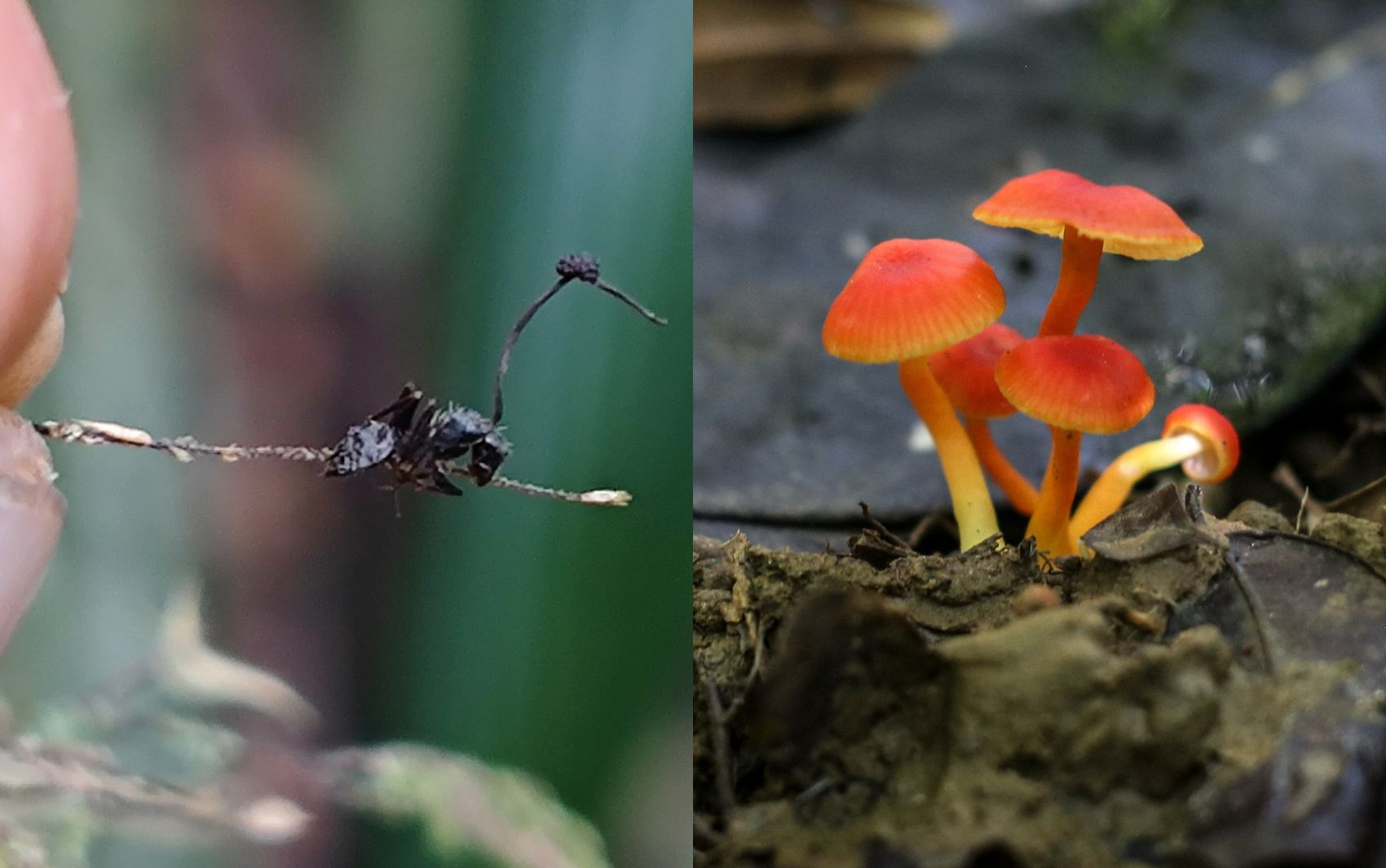 Turismo de fungos na Bahia: conheça
as novas trilhas ecológicas e a espécie do fungo 'zumbi'