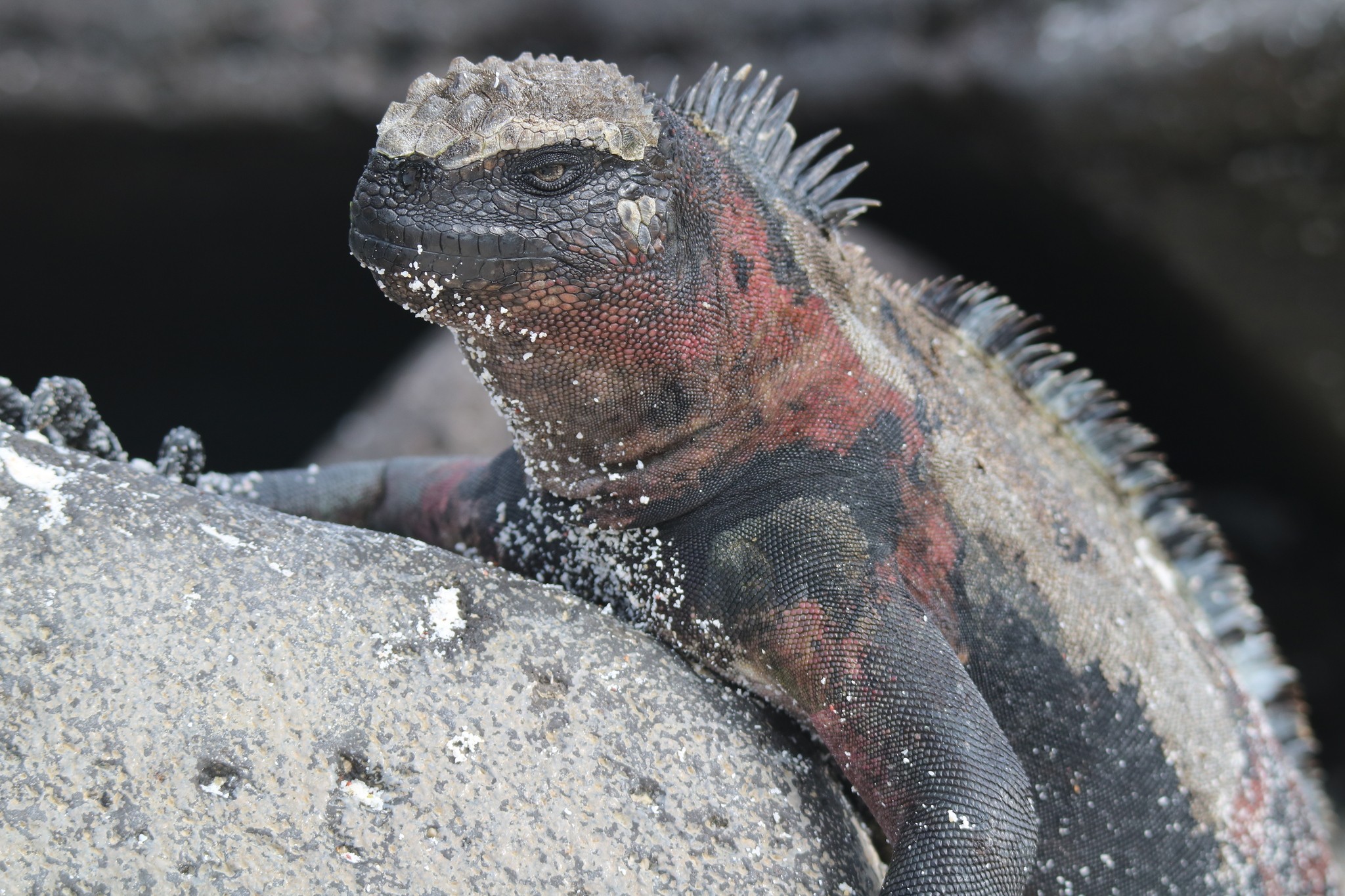 Iguana-marinha-de-Galápagos: conheça único lagarto adaptado ao mar