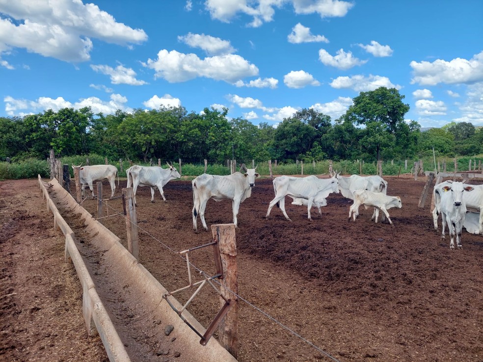 Fazenda tem cerca de 400 animais — Foto: Arthur Girão/g1 Tocantins