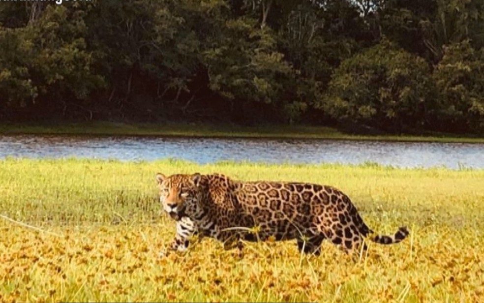 Onça-pintada da novela Pantanal espera filhote no Instituto NEX | G1
