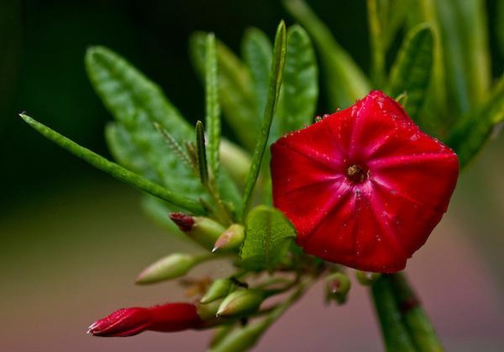 Flor de Carajás é uma espécie endêmica e está ameaçada de extinção — Foto: Reprodução