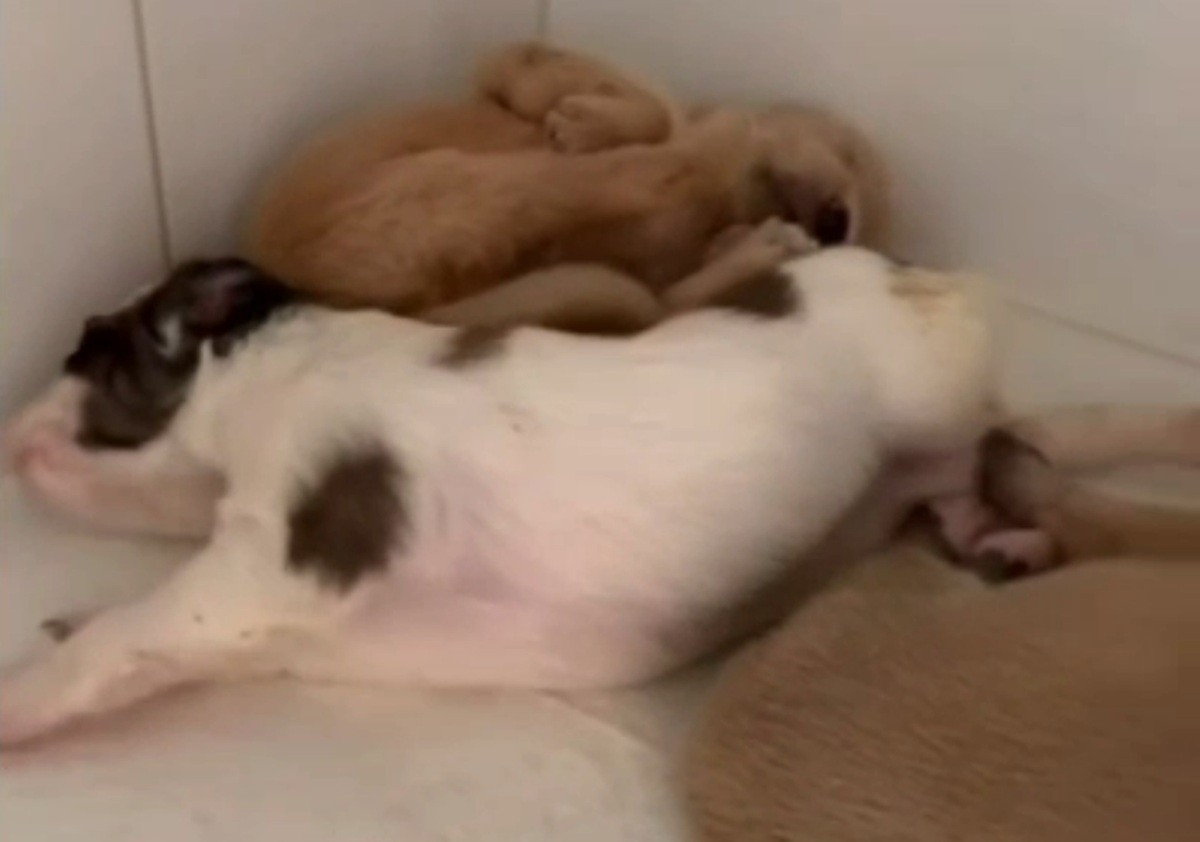 VÍDEO: Filhotes de cachorro são abandonados dentro de sacola em calçada em Natal