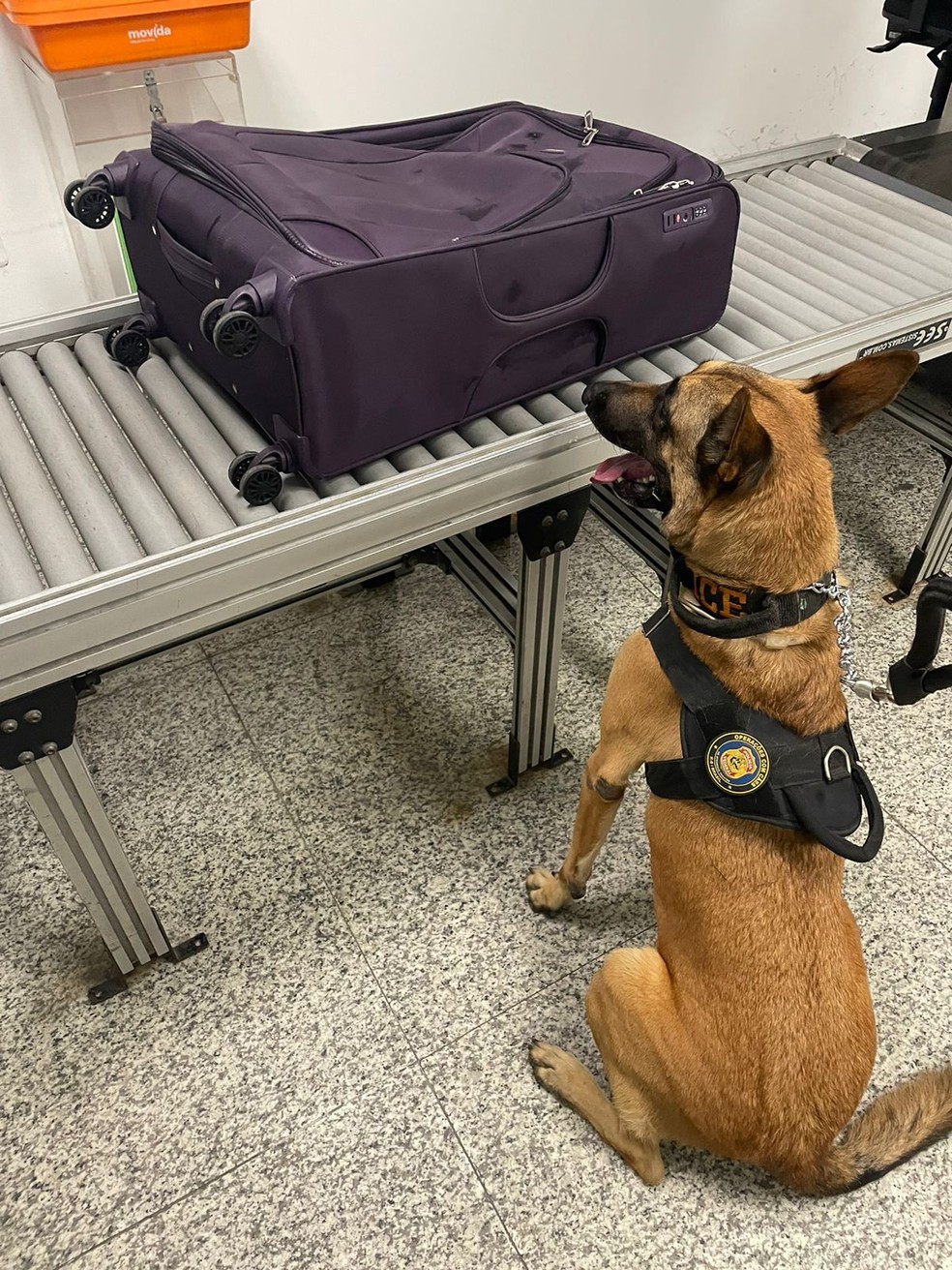 Casal é preso com quase 3kg de cocaína no Aeroporto de Natal ao tentar embarcar para a Europa — Foto: Foto: Divulgação/PF