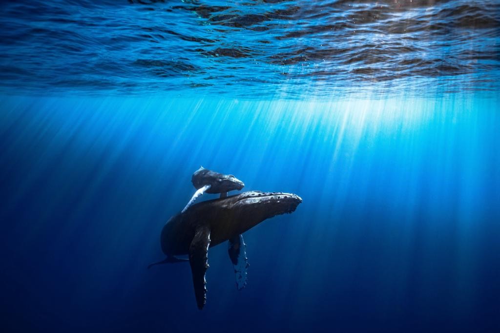 Evento científico no Amapá debate a saúde e a sustentabilidade dos oceanos; veja programação