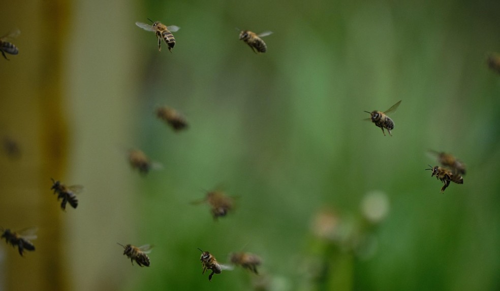 Ataques de abelhas aumentam mais de 120% em três anos no interior de SP — Foto: Pixabay/Reprodução