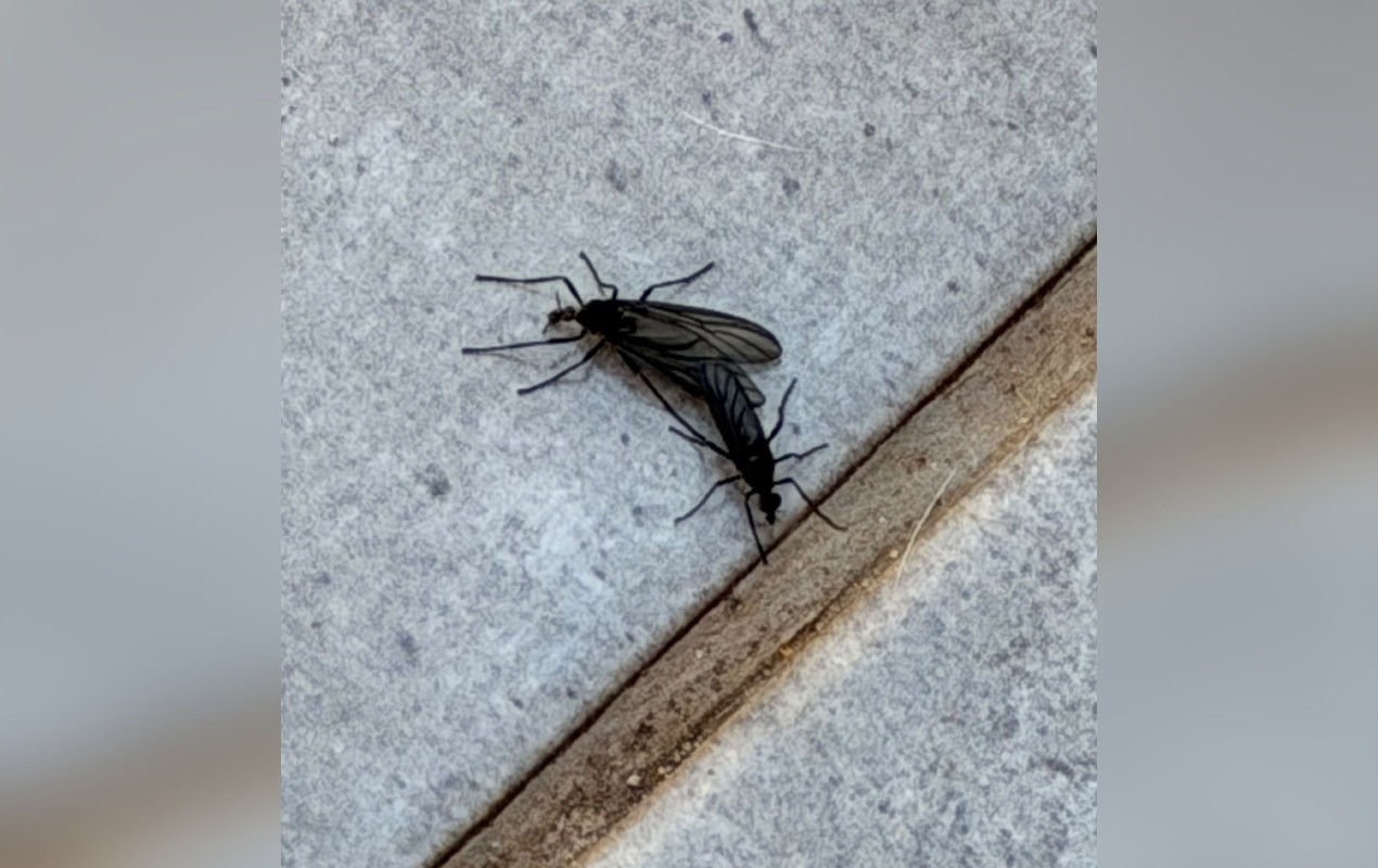 Moradora registra mosquitos que ficam 'juntinhos' por até 10 horas para acasalar: 'Amor está no ar'