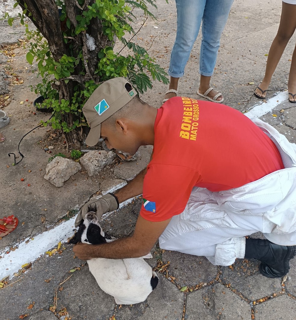 Um dos cachorros que foi atacado pelo enxame — Foto: Corpo de Bombeiros/Redes Sociais