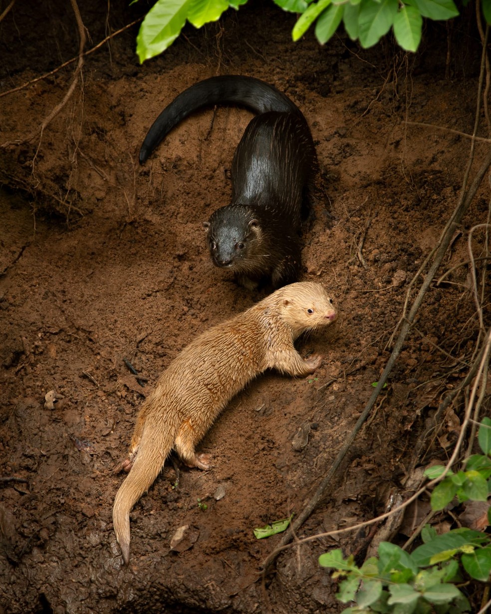 Filhote leucístico visto ao lado de um adulto de coloração normal — Foto: Samuel Betkowski