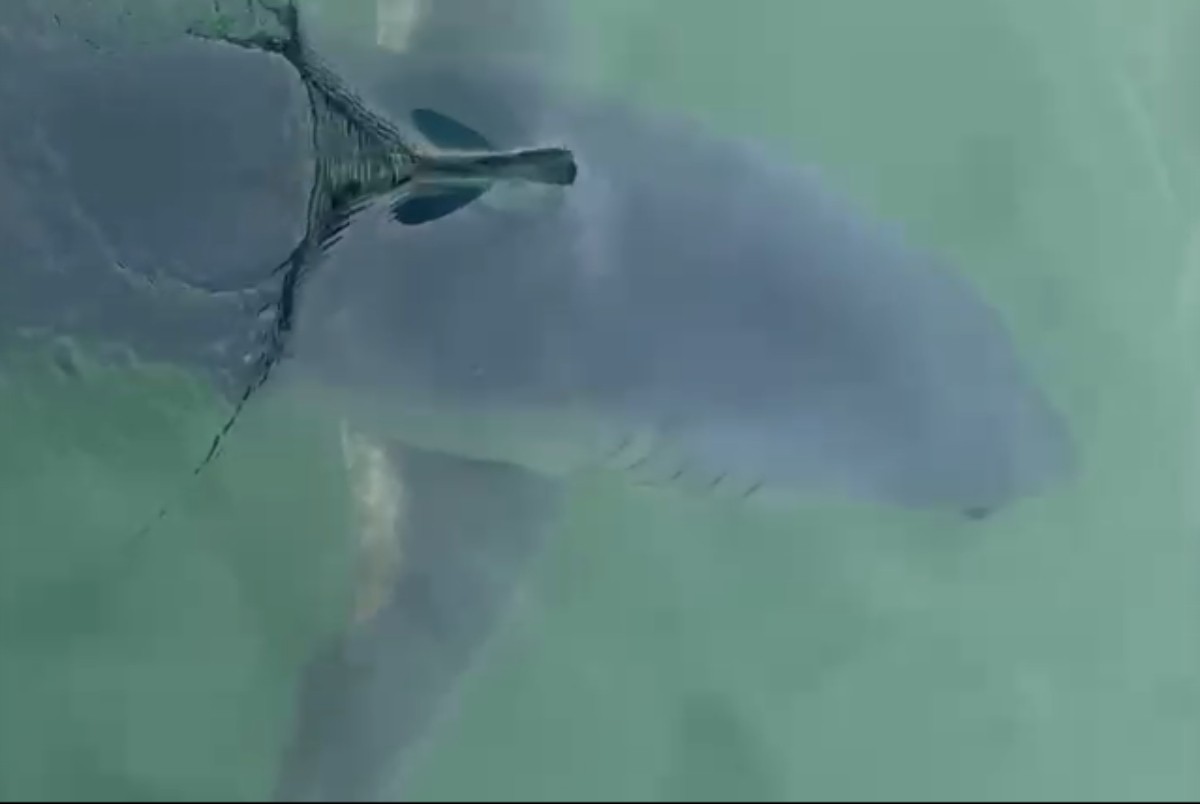 VÍDEO: Tubarão mais rápido do mundo é visto no mar da Baía da Ilha Grande, em Paraty