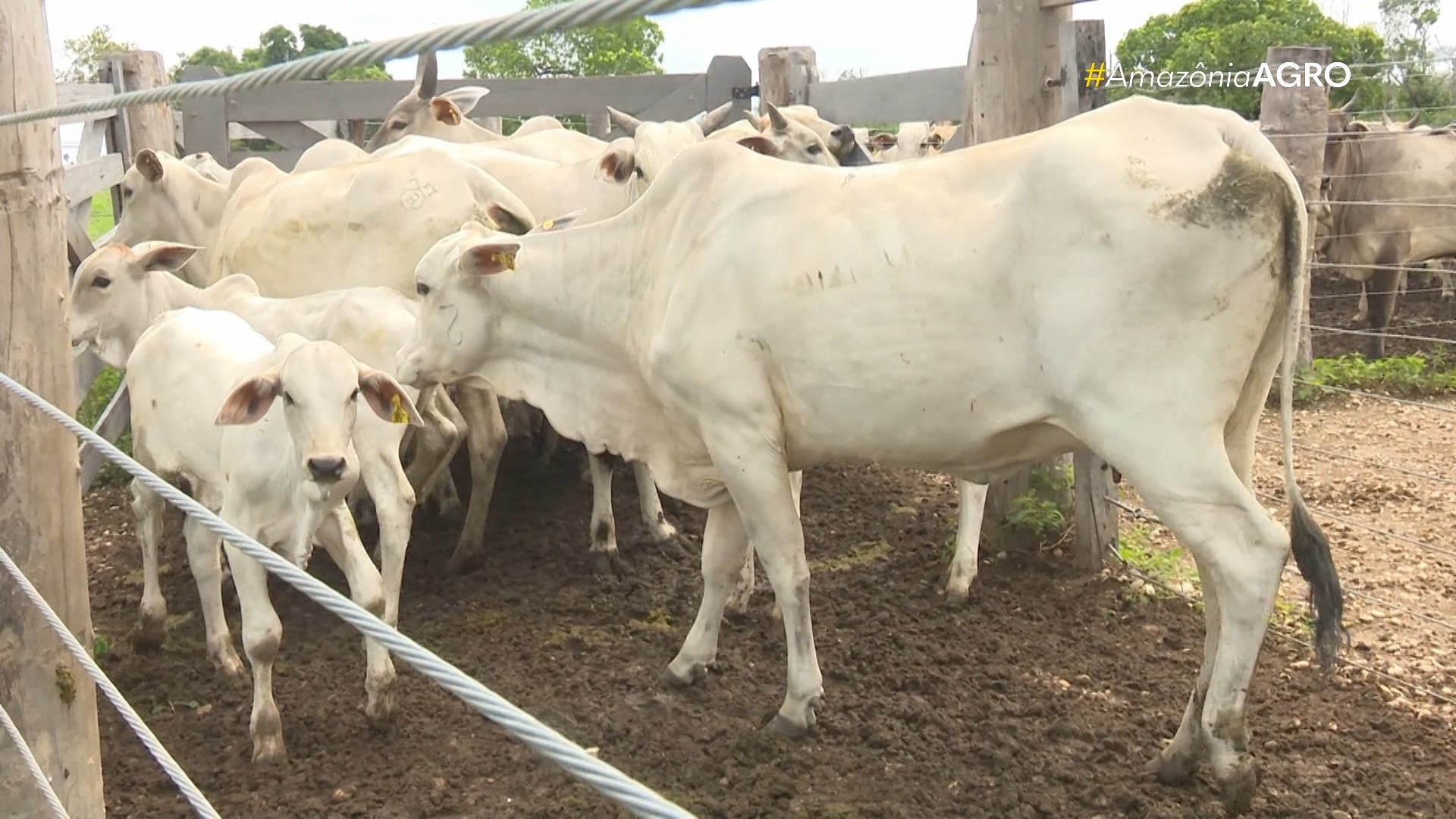 Uso de fertilização in vitro impulsiona melhoramento genético de gado em Roraima