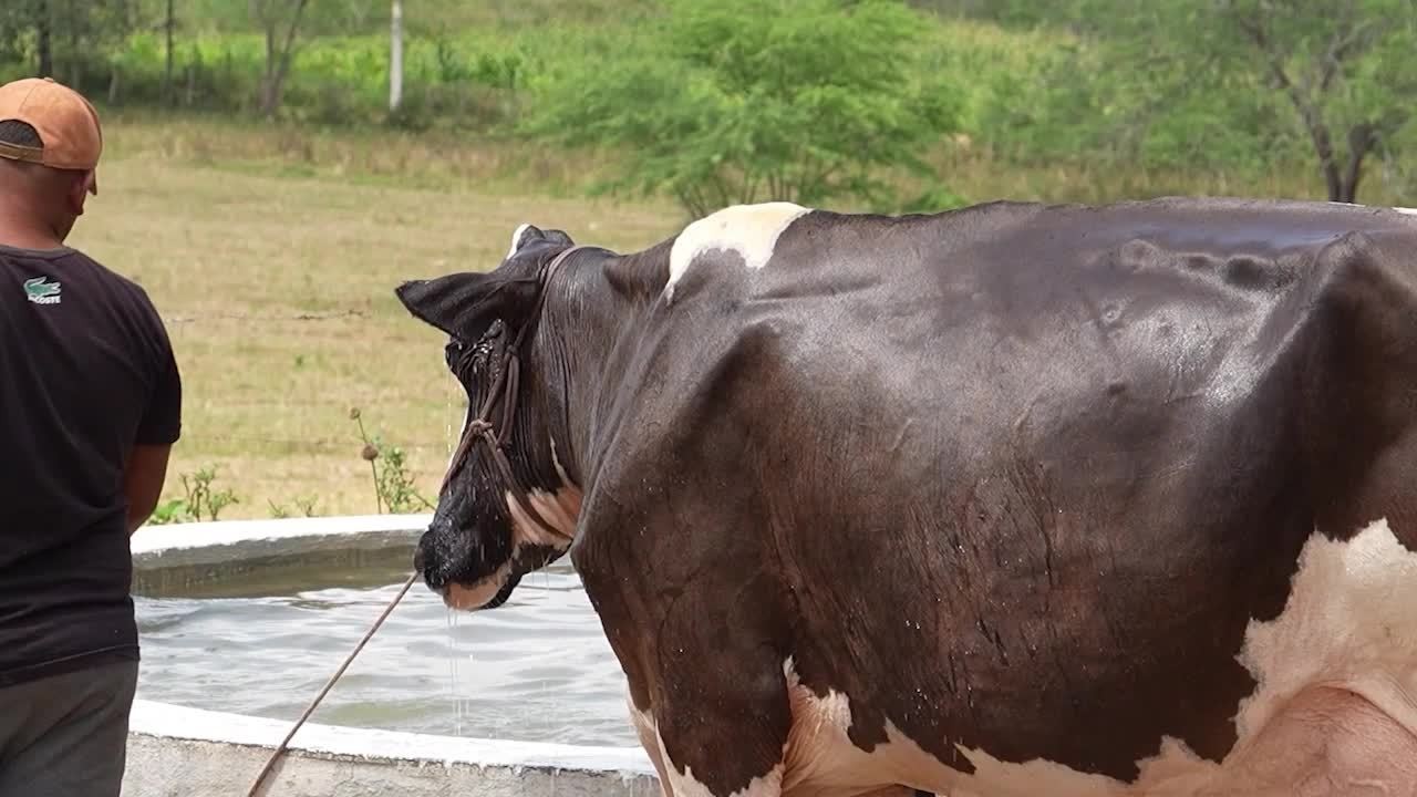 VÍDEOS: Assista ao Gazeta Rural deste domingo, 14 de setembro