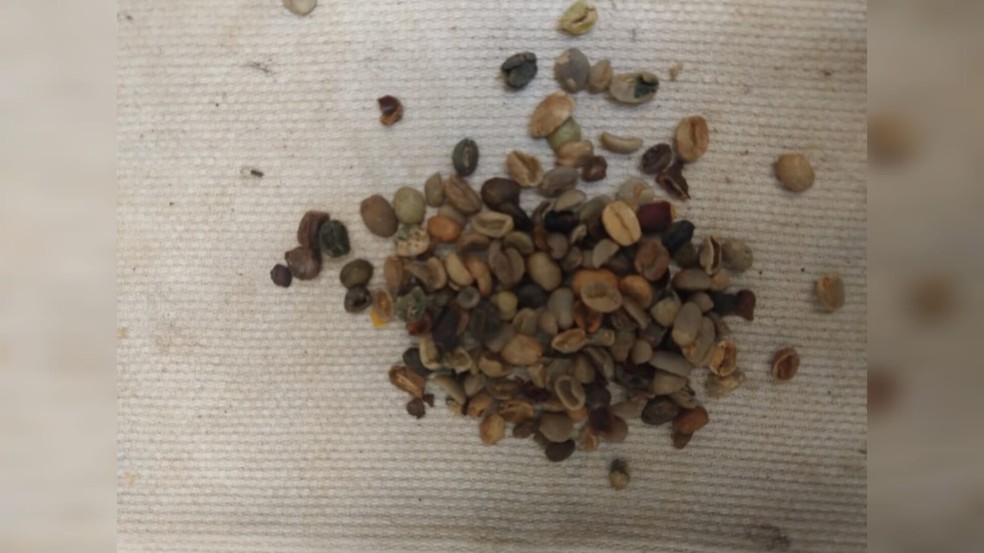 Empresa em Brusque usava cascas para substituir alguns grãos de café, prática considerada irregular — Foto: Mapa/Divulgação