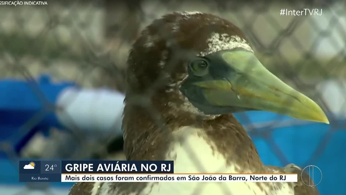 RJ registra mais dois casos de H5N1 em aves migratórias em São João da Barra