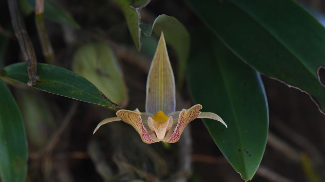 Como essas orquídeas produzem perfumes para 'manipular' insetos na natureza