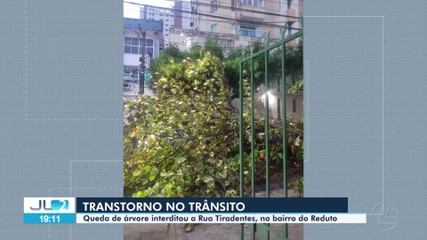 Queda de árvore interdita Rua Tiradentes no bairro Reduto