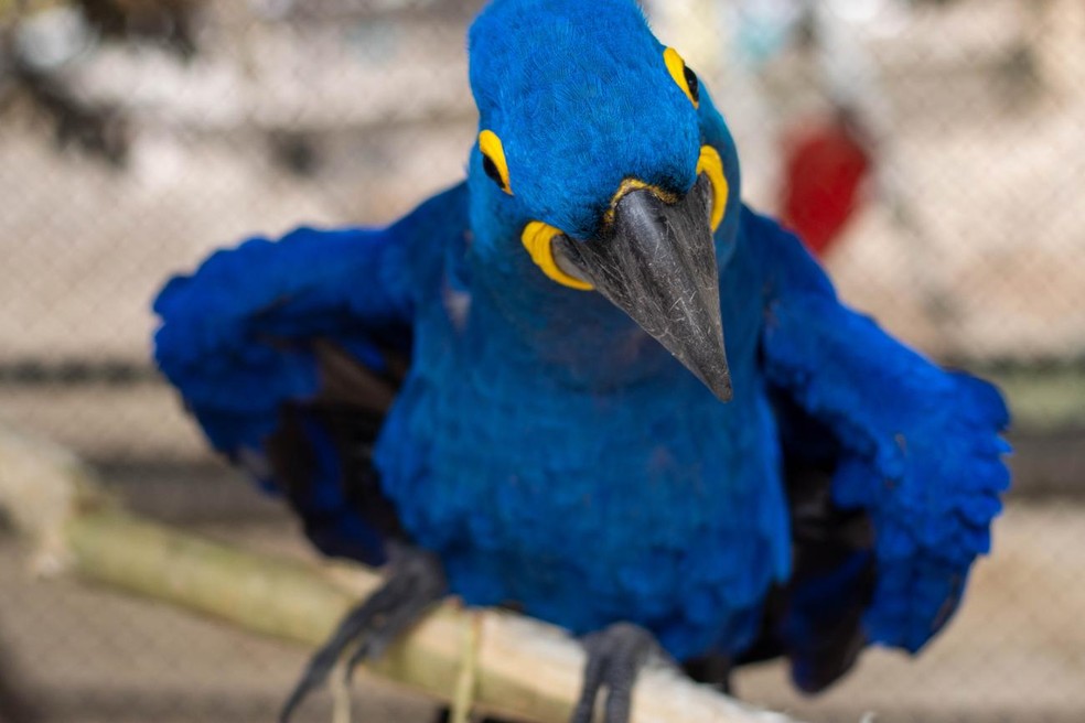 Resgatada, arara-azul-grande ganha o nome de "Elza" no Pará — Foto: Reprodução / Agência Pará