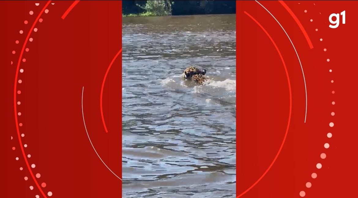 VÍDEO: Onça-pintada é flagrada por turistas atravessando o rio Guaporé em RO