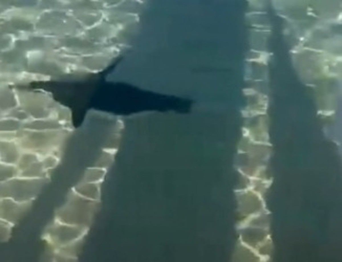 VÍDEO: Pinguim é avistado durante prática de canoagem em Angra dos Reis