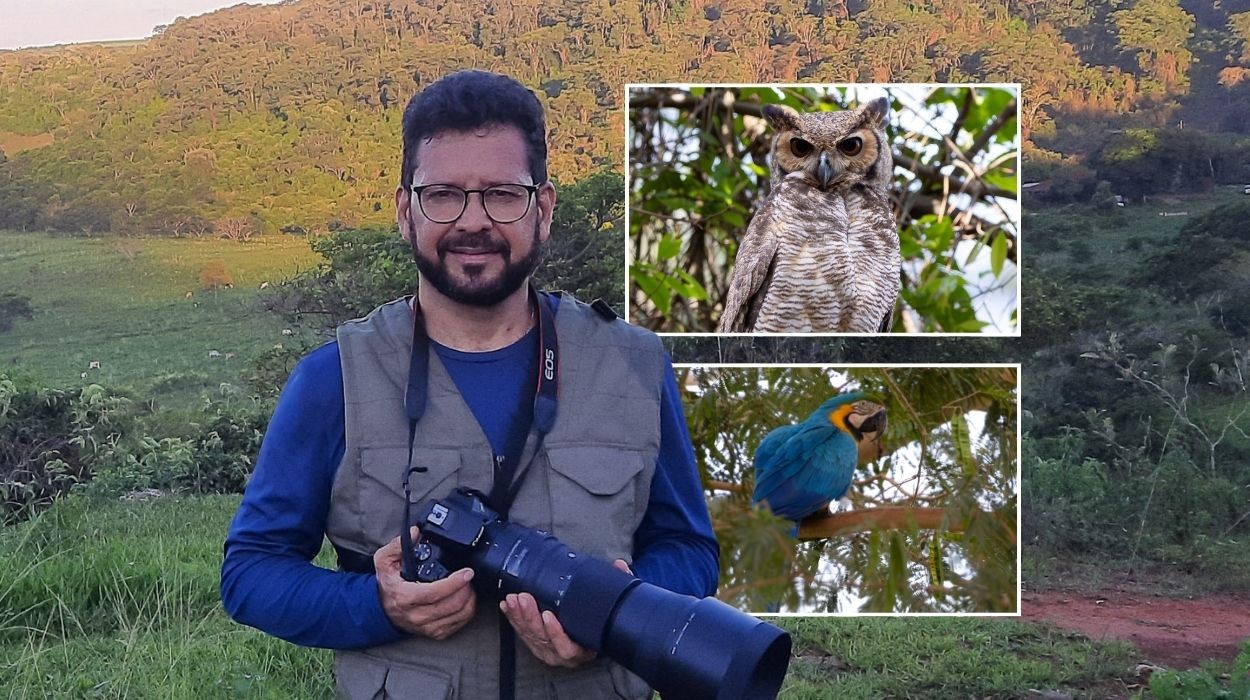 Birdwatching: hobby de observação de aves gera conexão com a natureza e alivia estresse
