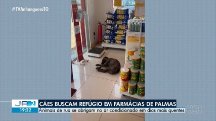 Cães aproveitam ar-condicionado de farmácias para aliviar o calor em Palmas