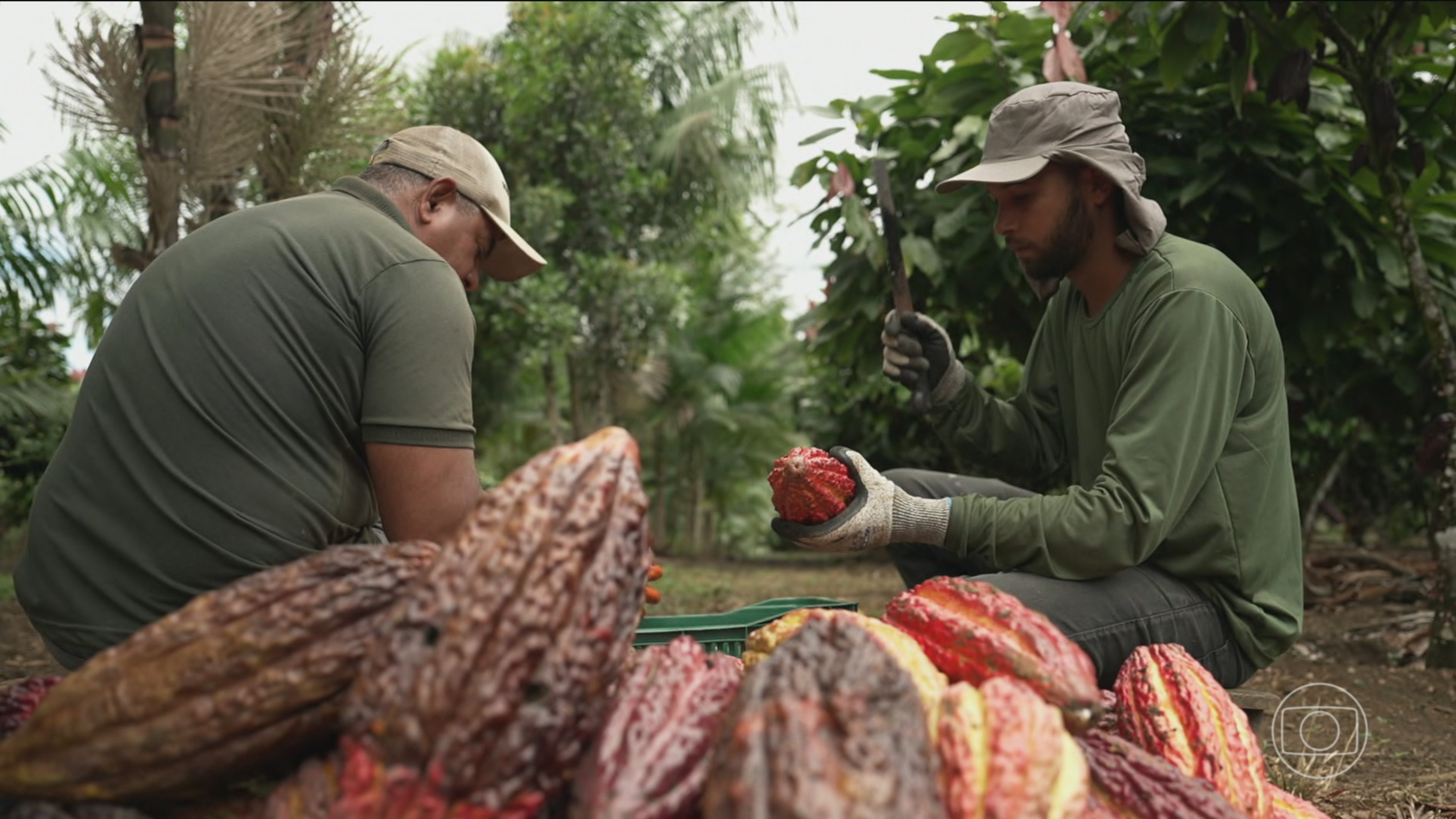 Veja como as agroflorestas se tornaram um modelo eficiente na produção de cacau