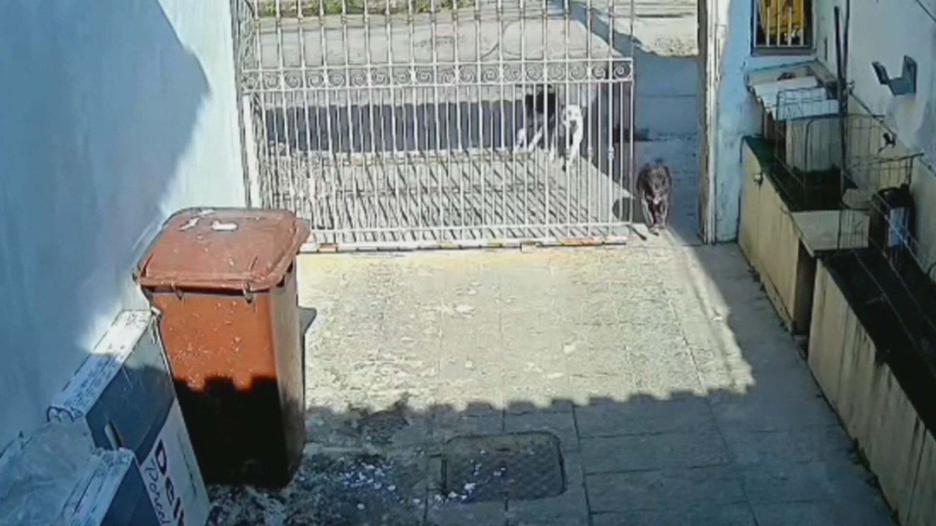 Cadela é atacada por pitbulls em condomínio na Taquara; moradores temem novos ataques 