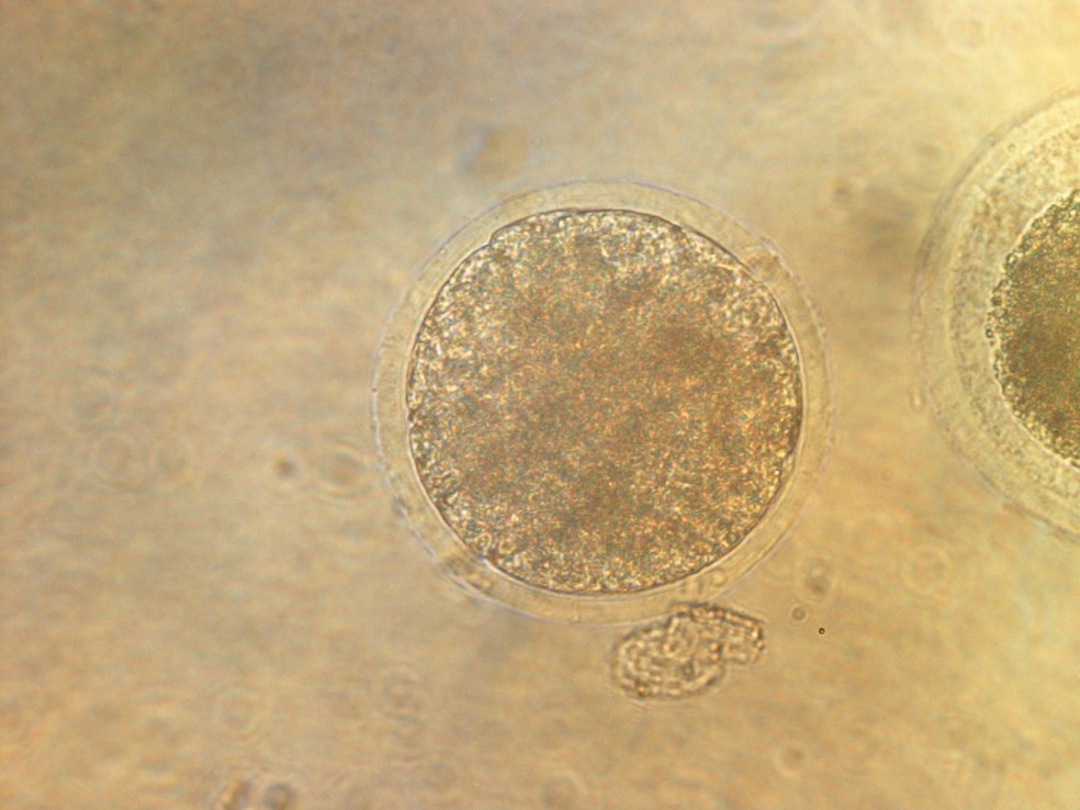 Embrião clone criado usando célula de veado-catingueiro e óvulo de cabra — Foto: Inovafauna