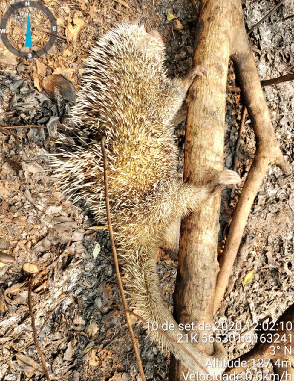 Ouriço morreu após o fogo atingir a copa de uma árvore — Foto: ICMBio