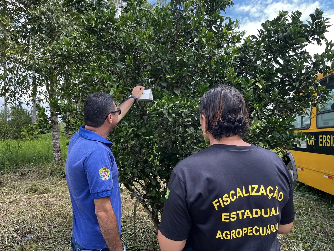 Oriximiná e Terra Santa são reconhecidos como áreas livres da mosca-da-carambola