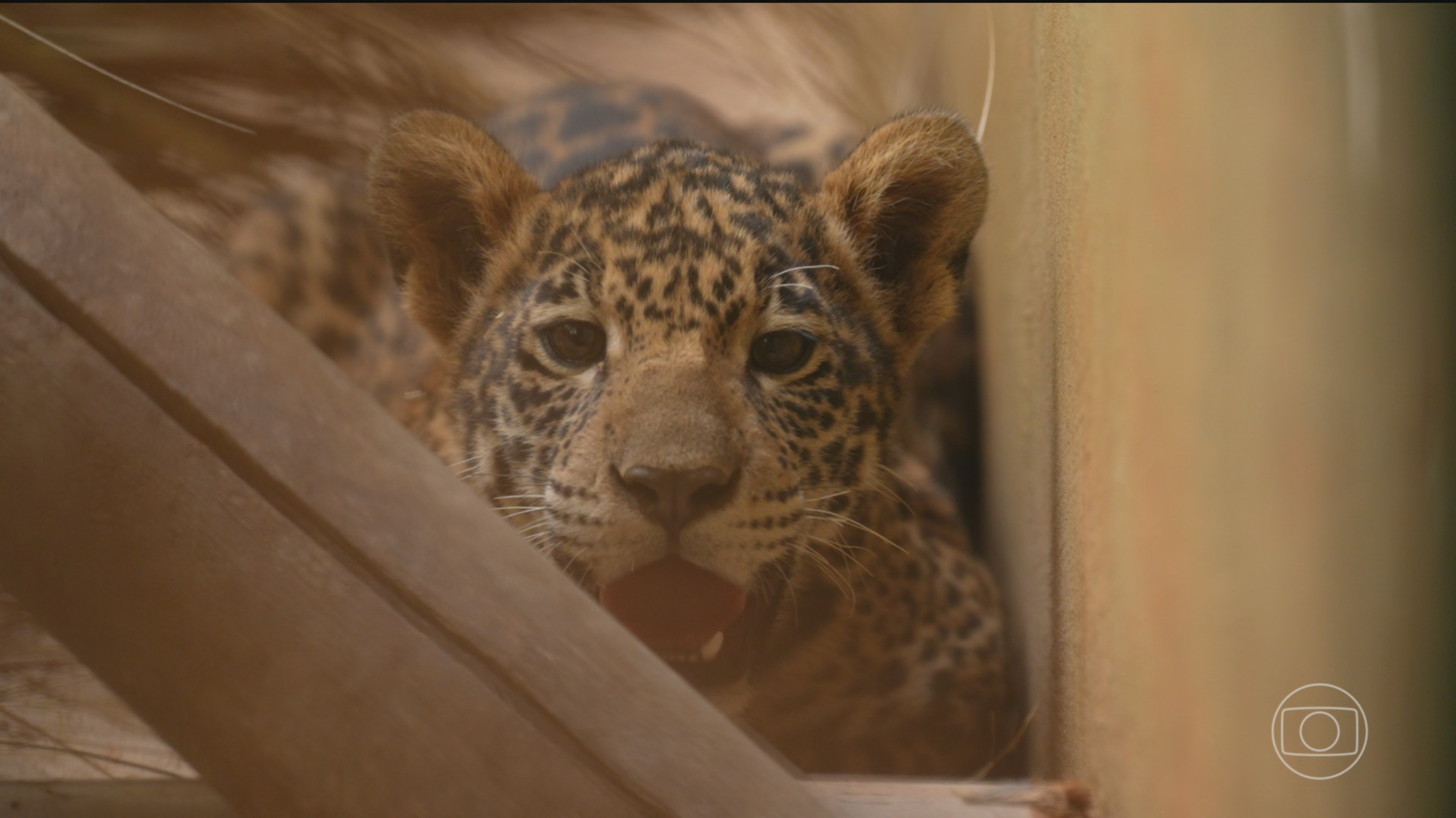 Número de animais selvagens resgatados pelos centros do Ibama aumenta quase 30% em 2026