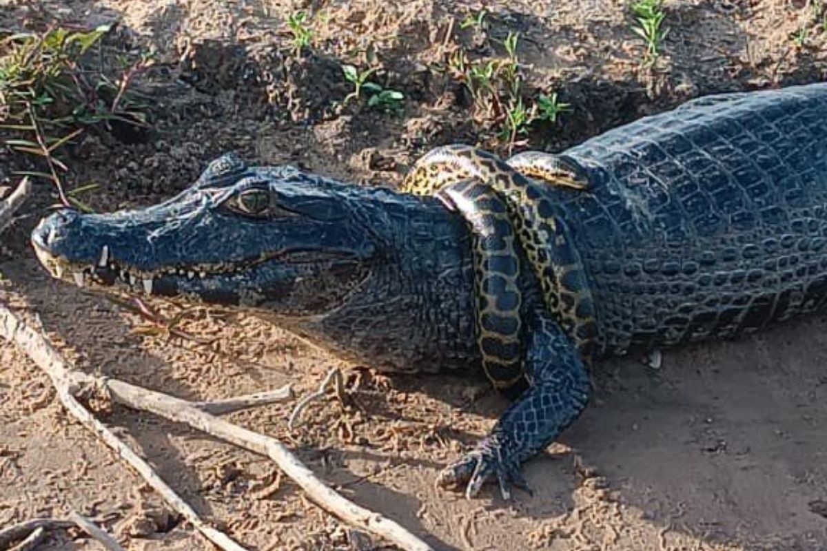 VÍDEO: sucuri 'adolescente' se enrola em jacaré e rende cena inusitada no Pantanal