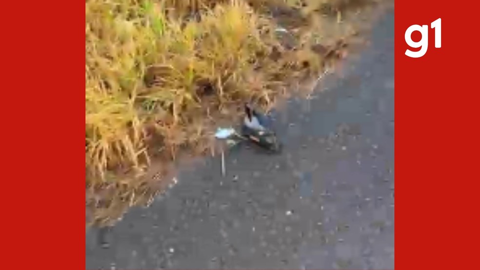 Segundo André, que registrou a cena, no acostamento havia pedaços de farol e marcas de pneus, o que reforça a suspeita de atropelamento. — Foto: André Martelli - Manualdasoja