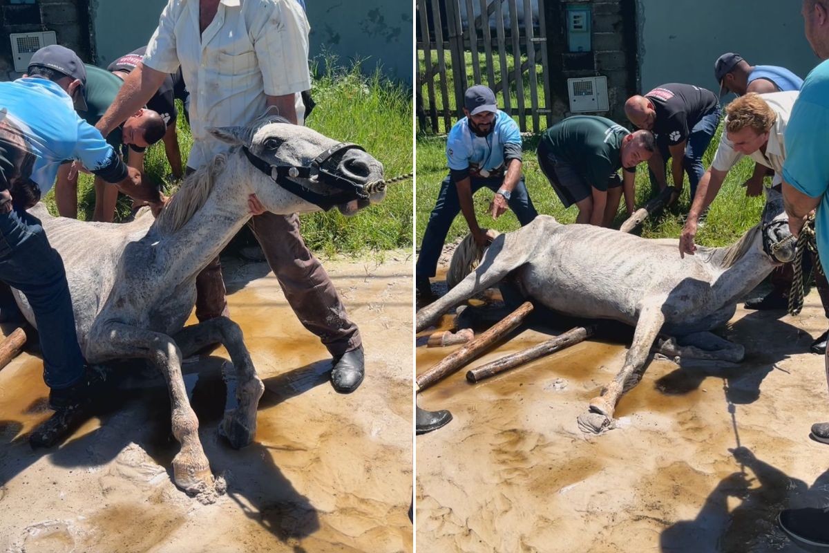 Cavalo debilitado é resgatado após ser encontrado caído em avenida do litoral de SP; VÍDEO  
