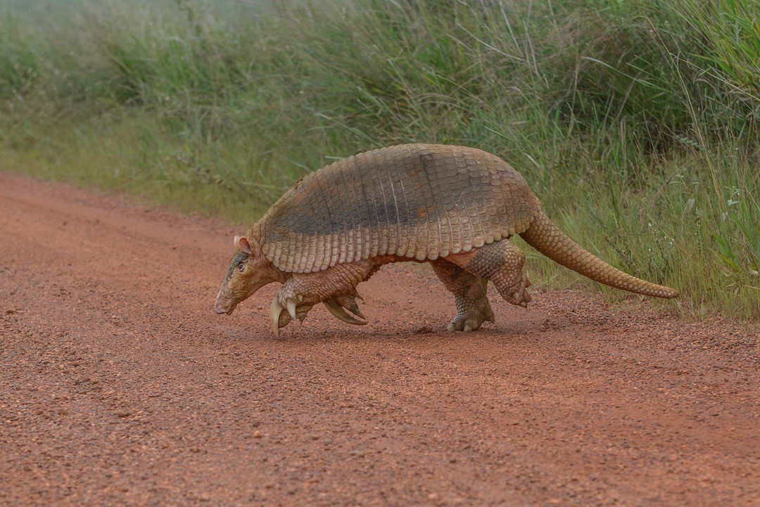 Fotógrafo registra imagem rara do maior tatu do mundo na Serra da Canastra após décadas de tentativas