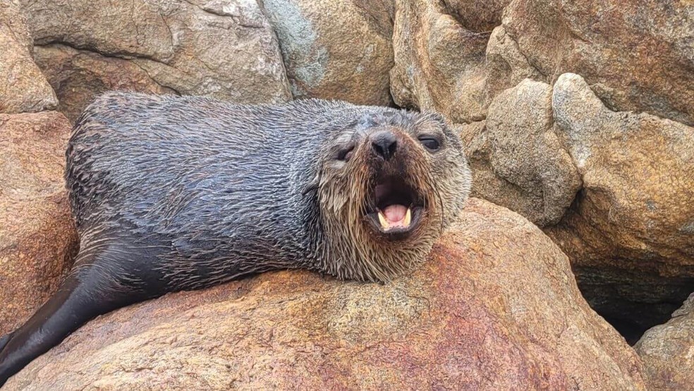 Lobo-marinho encontrado descansando em praias de Santa Catarina — Foto: PMP/Univille