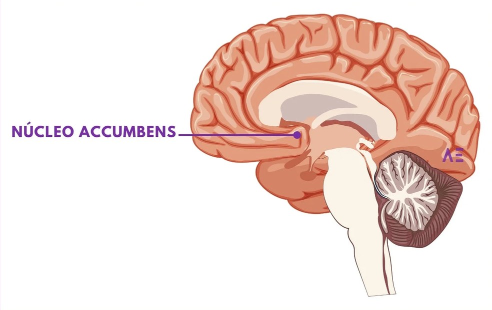 Núcleo accumbens, responsável pelo prazer — Foto: Reprodução/Asociación Educar para el Desarrollo Humano