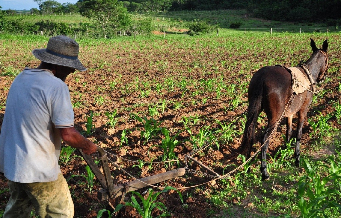 DO CAMPO PARA A ESCOLA