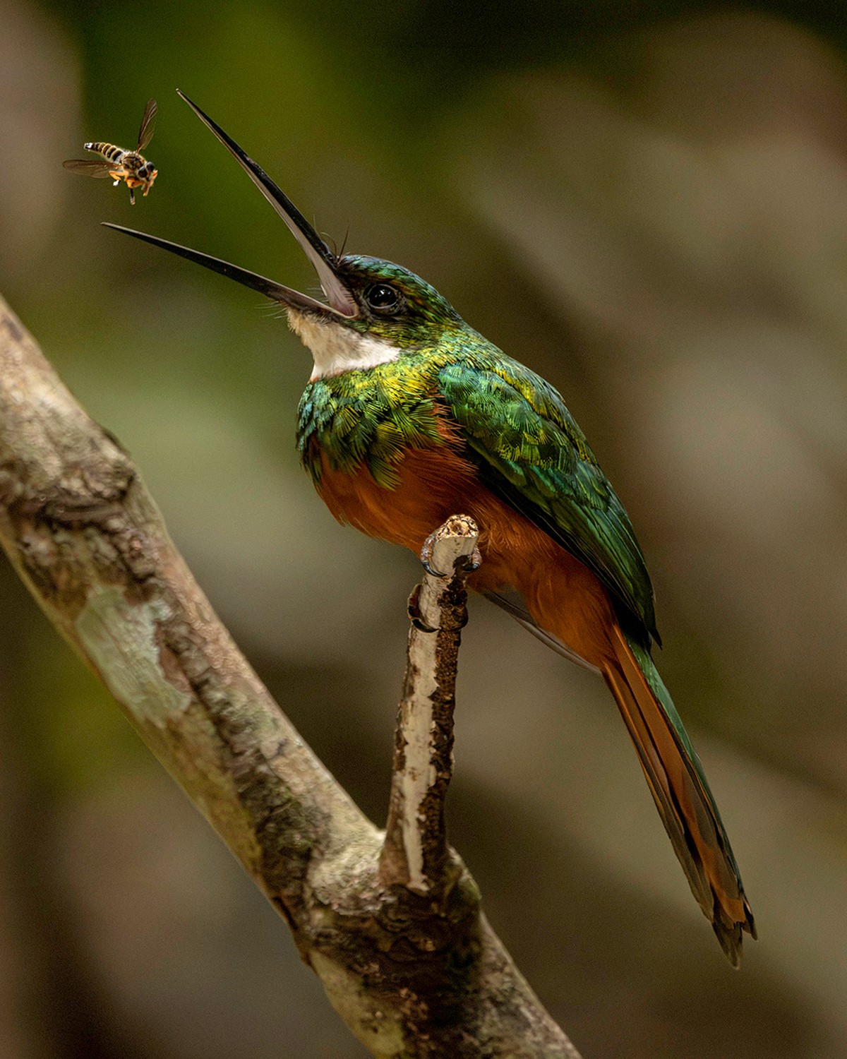 Fotografia De Aves Hobby De Designer Paulistano sempre Gostei De 
